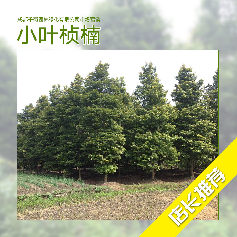 小葉楨楠種植基地 小葉楨楠 小葉楨楠苗 楨楠種植 楨楠樹苗批發(fā)