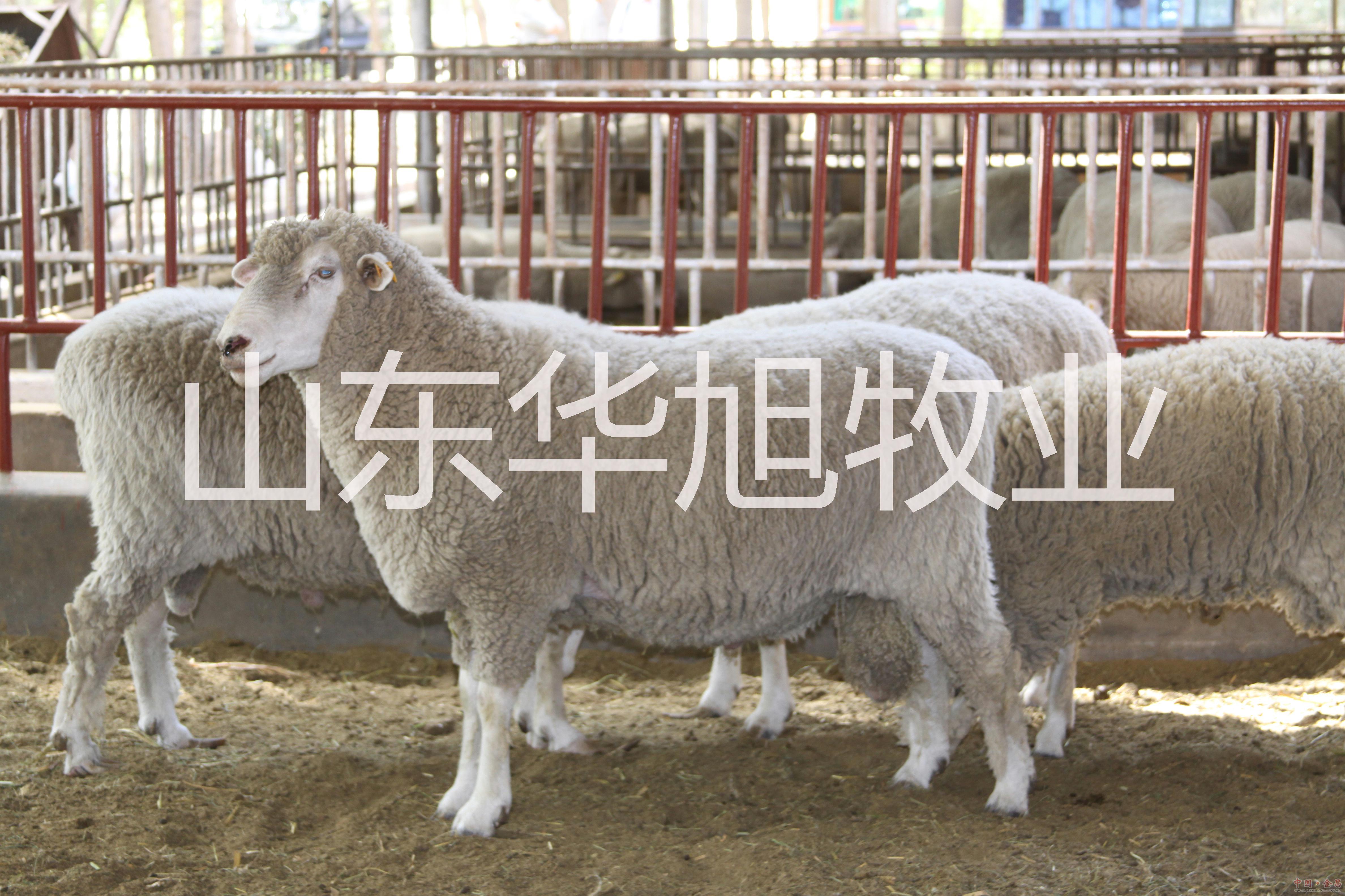 供應(yīng)天津小尾寒羊種羊價(jià)格，小尾寒羊的市場(chǎng)行情，小尾寒羊種羊的飼養(yǎng)方法與成本