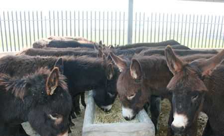 供應(yīng)邯鄲肉驢養(yǎng)殖場肉驢的養(yǎng)殖技術(shù)肉驢市場行情肉驢加工
