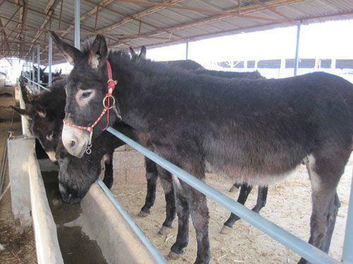 無錫2017最適合養(yǎng)殖項(xiàng)目肉牛養(yǎng)殖肉驢養(yǎng)殖肉牛犢利木贊牛