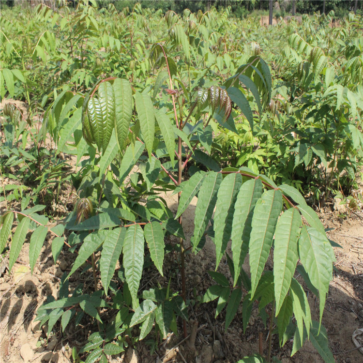 批發(fā)香椿苗 紅油香椿苗 大棚香椿用苗 規(guī)格多*
