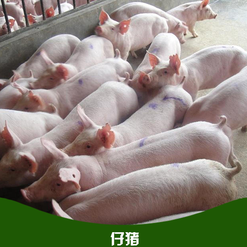 山東三元仔豬批發(fā) 三元仔豬批發(fā) 三元仔豬養(yǎng)殖