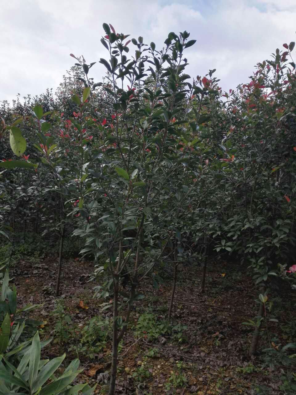 貴州紅葉石楠毛球價格  貴陽紅葉石楠苗木批發(fā)價格