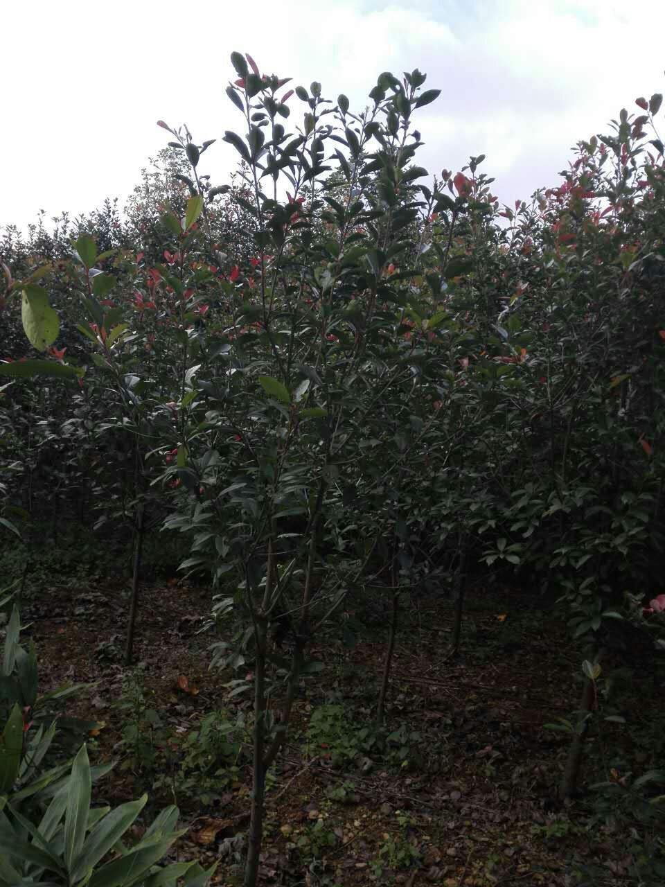 貴州紅葉石楠毛球價格  貴陽紅葉石楠苗木批發(fā)價格