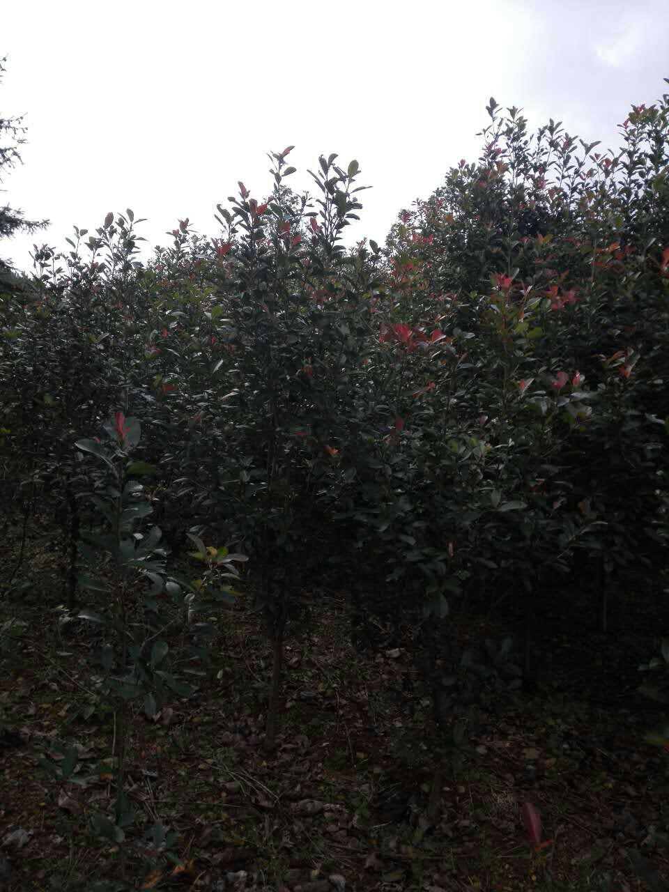 貴州紅葉石楠毛球價格  貴陽紅葉石楠苗木批發(fā)價格