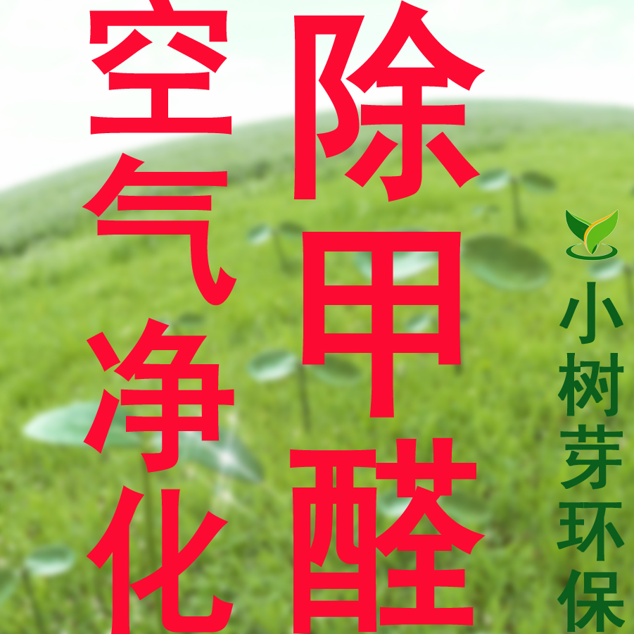 深圳除甲醛公司裝修除甲醛環(huán)保除甲醛