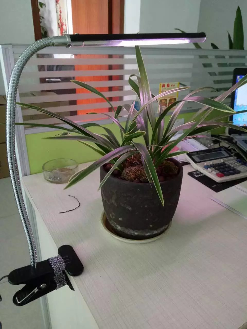 多肉植物*L植物補(bǔ)光夾子燈 多肉植物*植物補(bǔ)光夾子燈