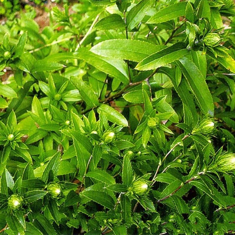 蒼術(shù)粉的功效作用