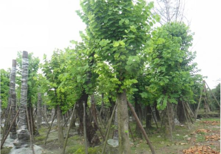 成都 羊蹄甲觀景樹基地批量直銷 * 崇德園林