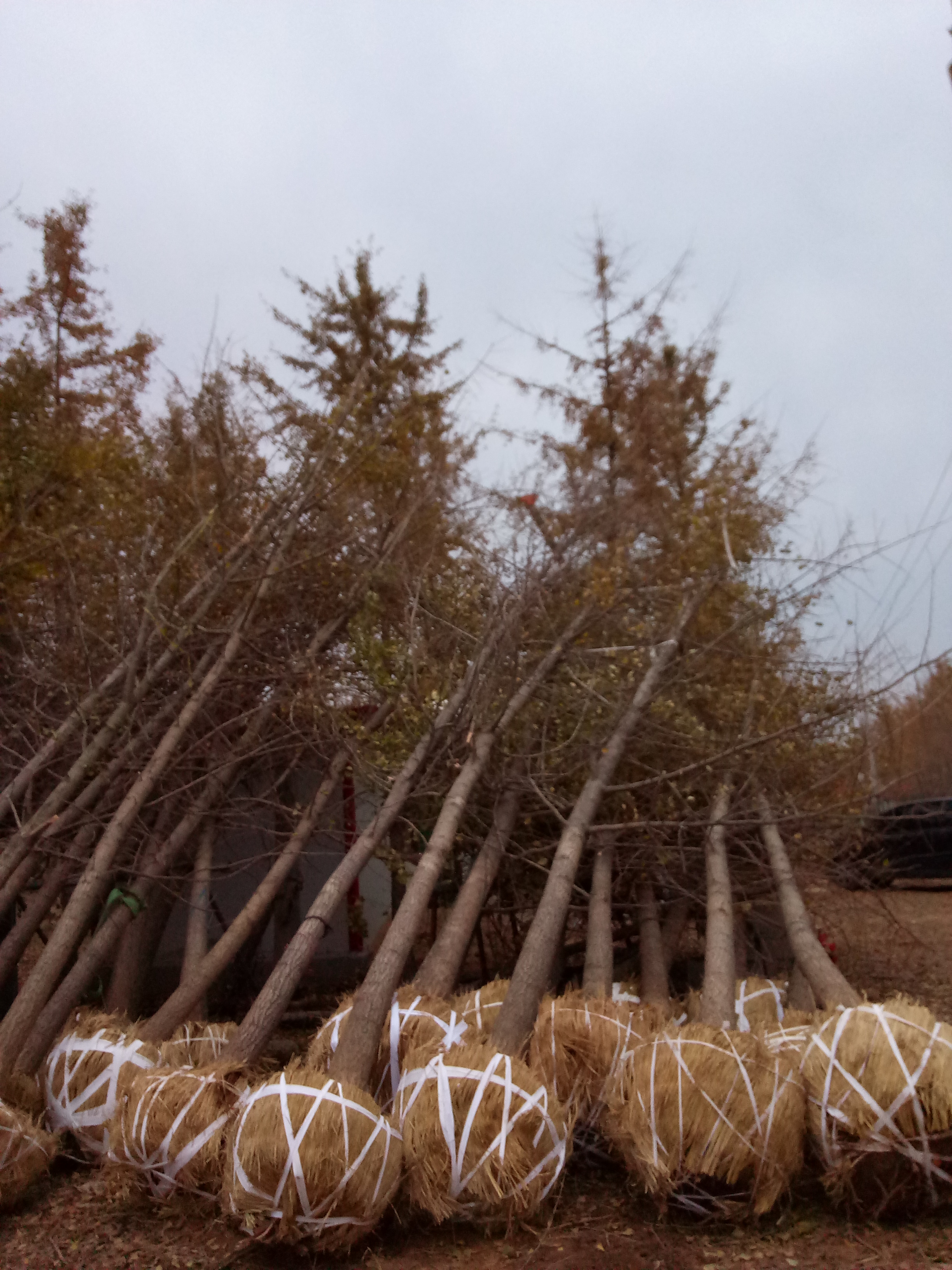 邳州26公分銀杏樹苗木新報(bào)價(jià) 2016年銀杏樹苗木行情