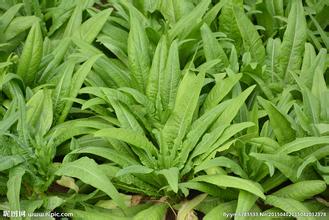 東莞蔬菜配送找惠企膳食公司新鮮蔬菜