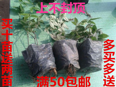浙江磐紫*野生紫藤三葉青種苗 批發(fā) 三葉青種植基地 三葉青直銷