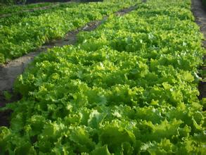 東莞蔬菜配送找惠企膳食公司新鮮蔬菜