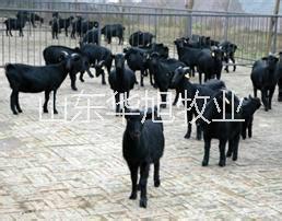 供應(yīng)青島肉羊養(yǎng)殖場(chǎng)提供養(yǎng)殖技術(shù)肉羊利潤(rùn)分析