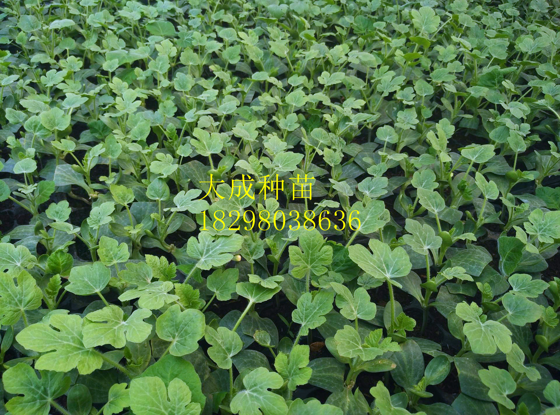 京欣西瓜苗、8424西瓜嫁接苗