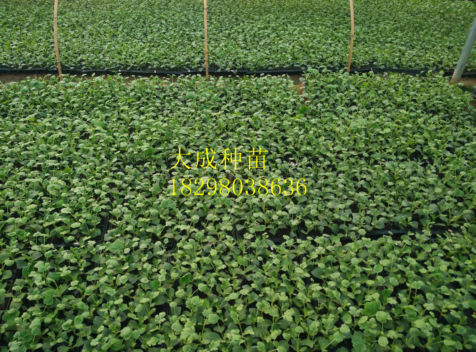 麒麟京欣8424西瓜苗嫁接西瓜苗麒麟京欣8424嫁接西瓜苗