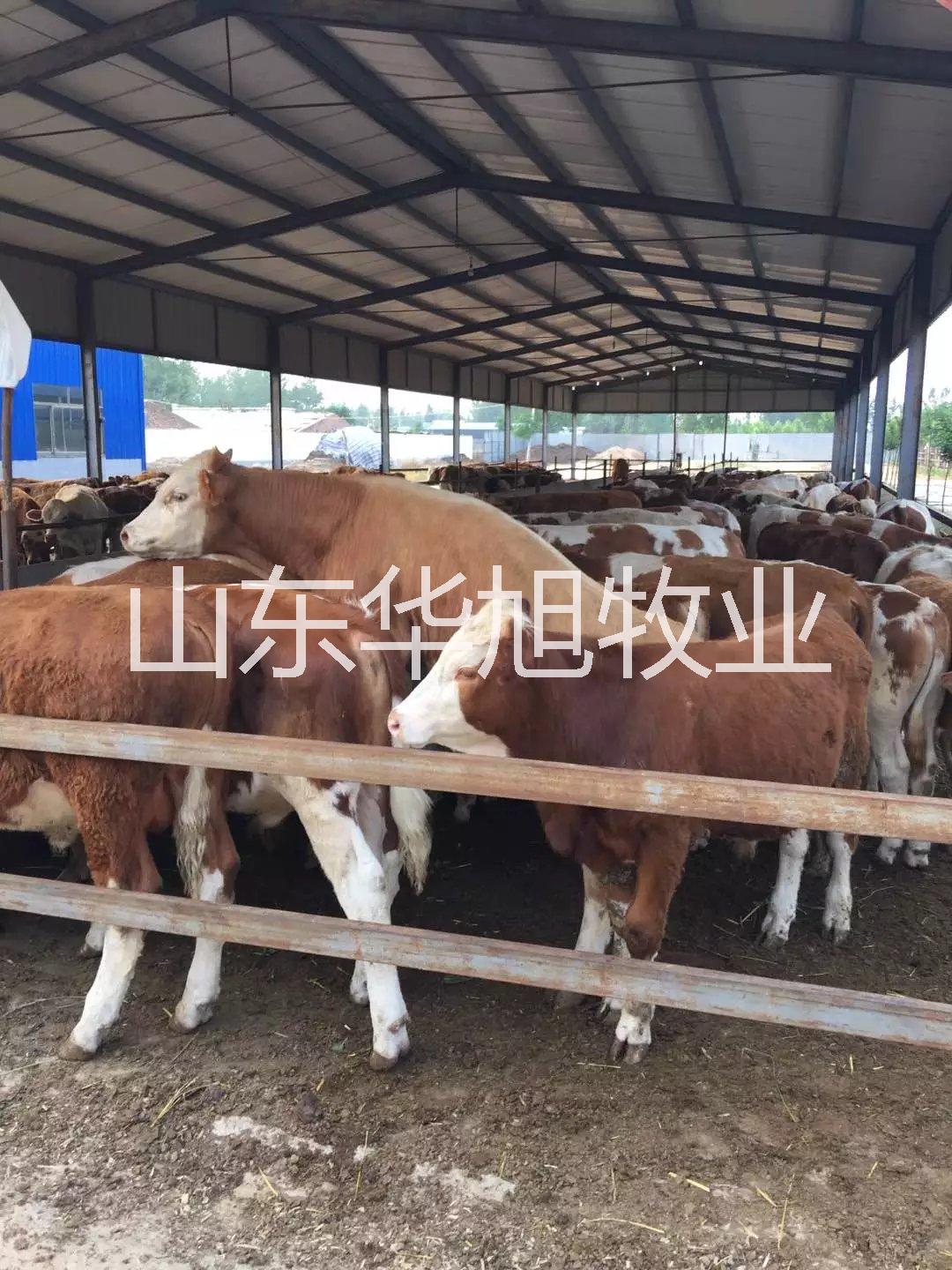 重慶肉牛種牛加工肉牛養(yǎng)殖加盟肉牛市場(chǎng)行情
