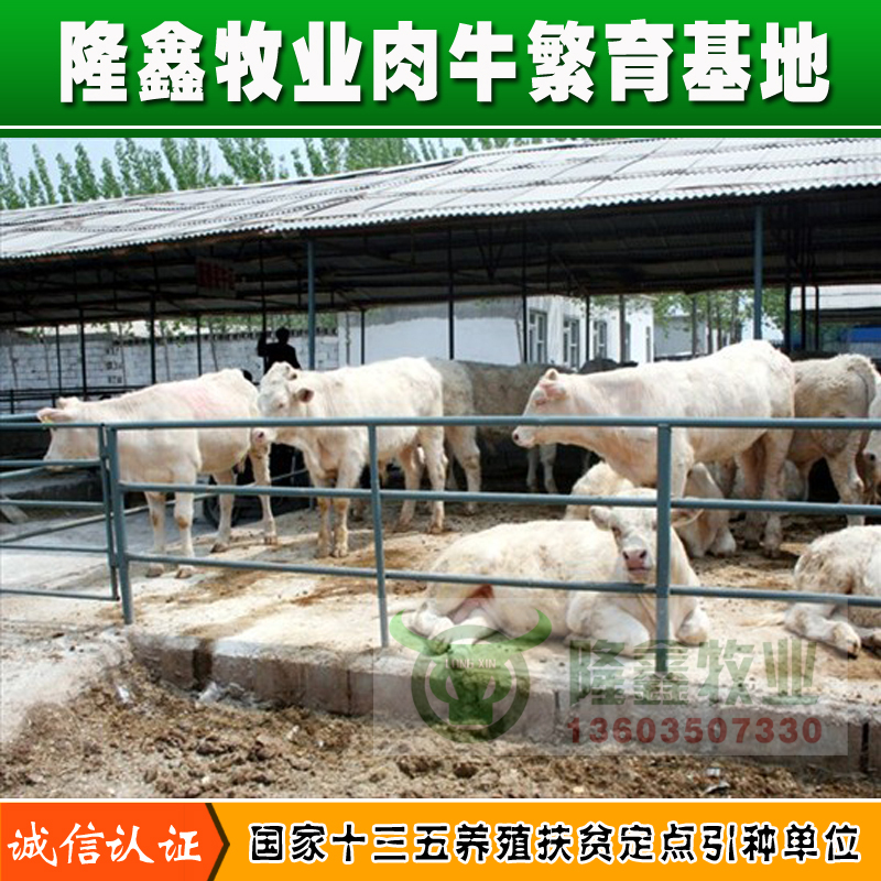 供應(yīng)用于繁殖|育肥的河南肉牛價格養(yǎng)殖交易市場 四川肉牛價格養(yǎng)殖交易市場