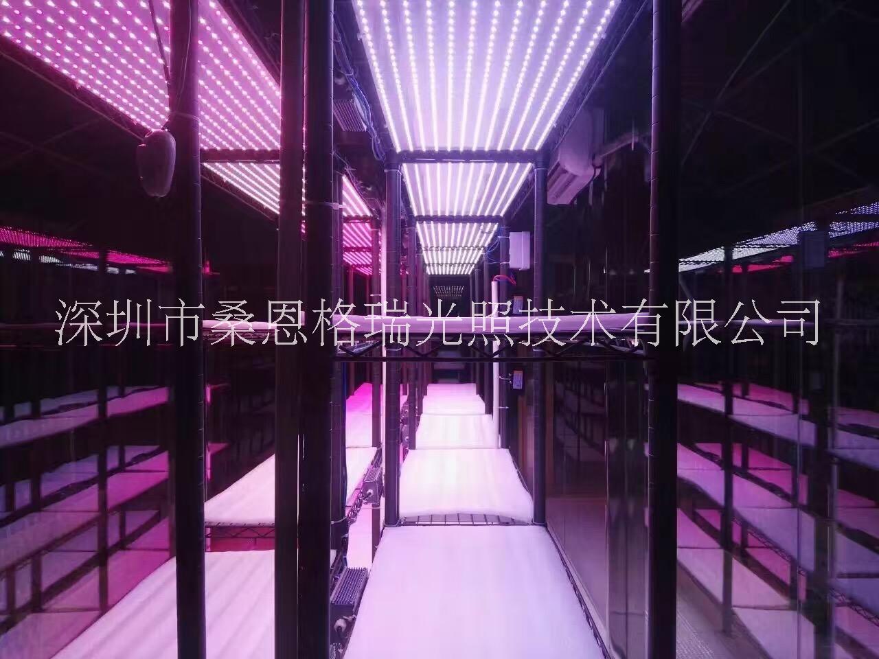 蔬菜工廠*植物補(bǔ)光燈深圳廠家 植物工廠*植物補(bǔ)光燈深圳廠家