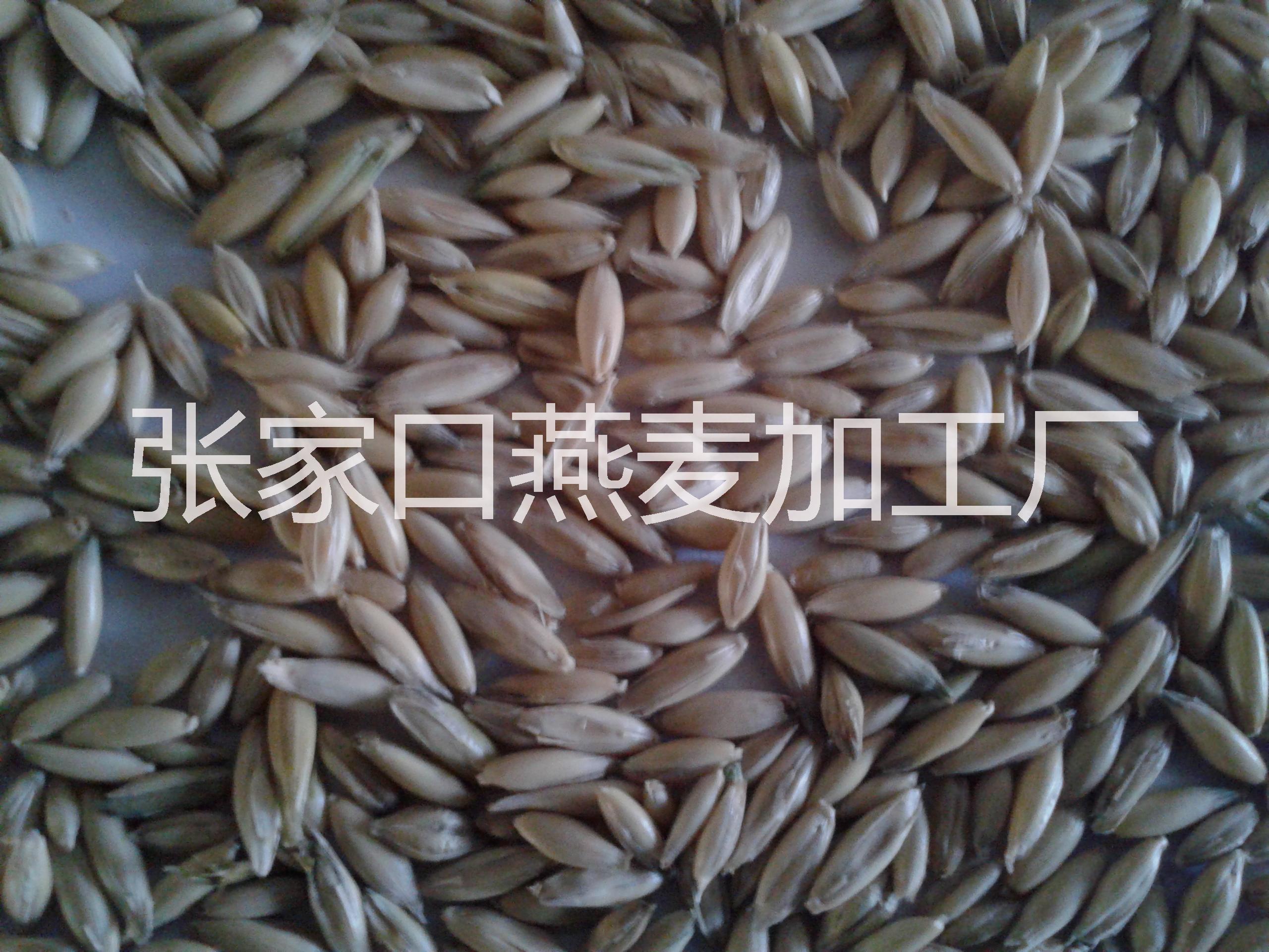 出售燕麥草　燕種子 燕麥草　燕麥種子