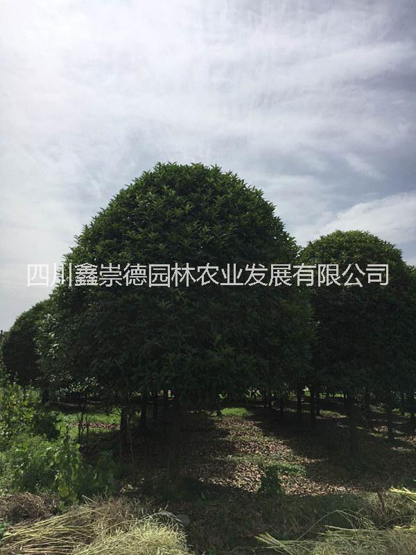 *供應(yīng) *供應(yīng)桂花樹 桂花之鄉(xiāng)在成都  買桂花選崇德園林