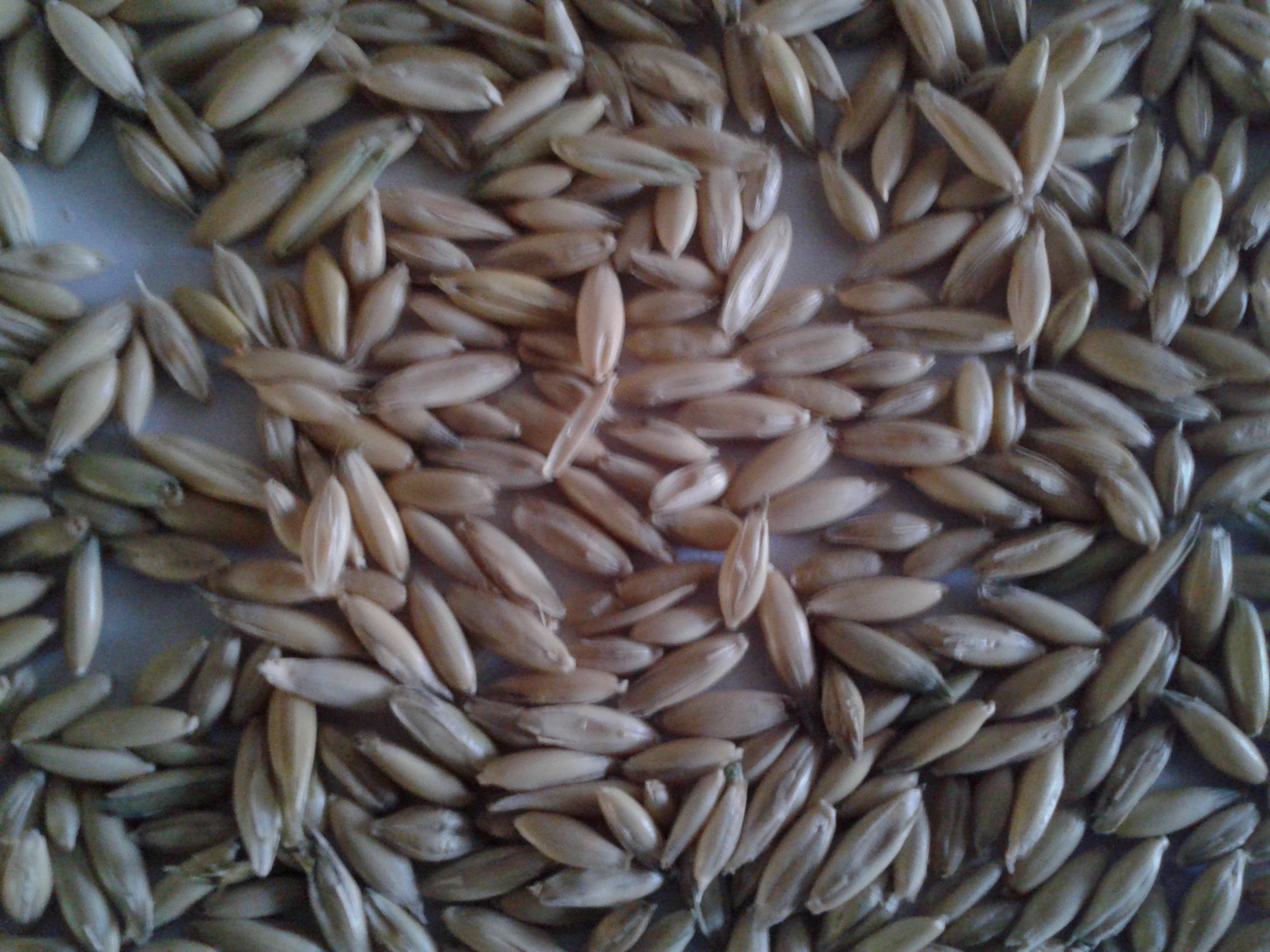 出售燕麥草　燕種子 燕麥草　燕麥種子