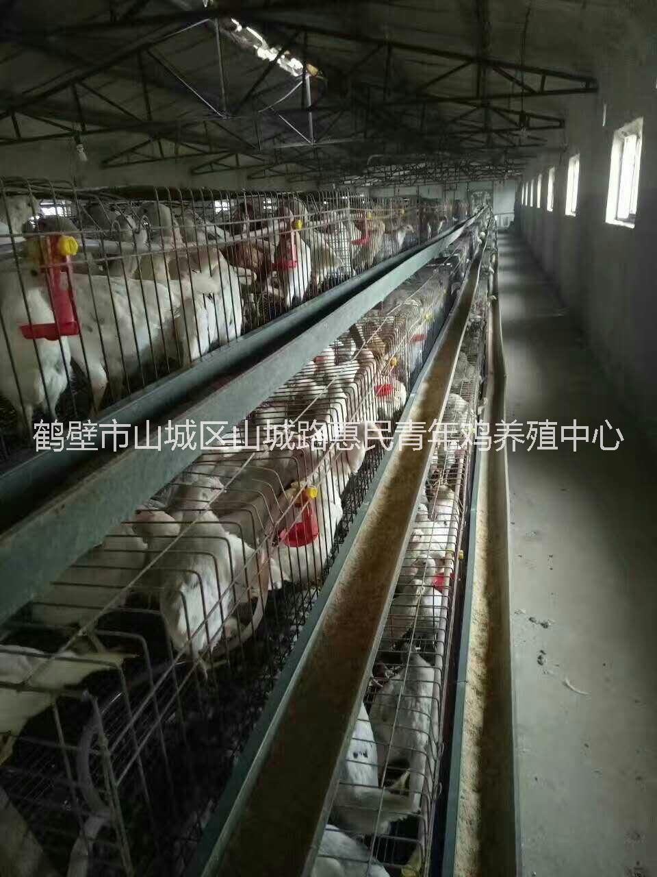 羅曼粉青年雞包送到家,60天羅曼粉青年雞體重脛長雙達(dá)標(biāo),河南羅曼粉青年雞