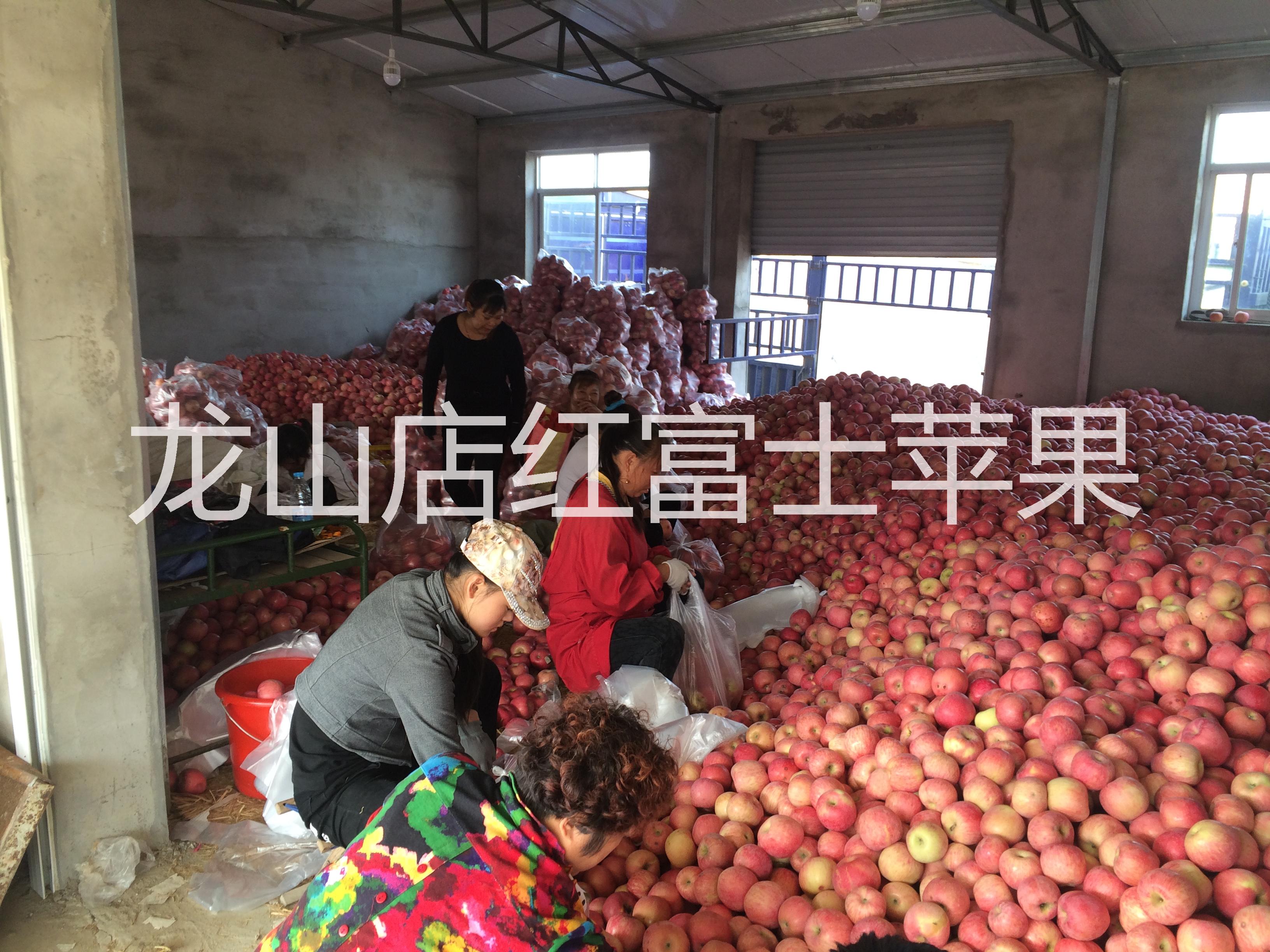 供應(yīng)煙臺蓬萊龍山店紅富士蘋果*