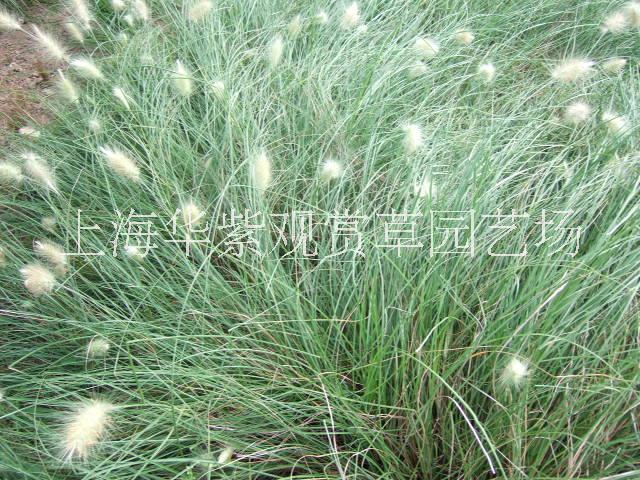 白美人*尾草