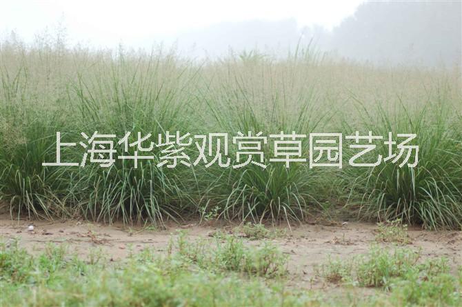 紅知風(fēng)*草