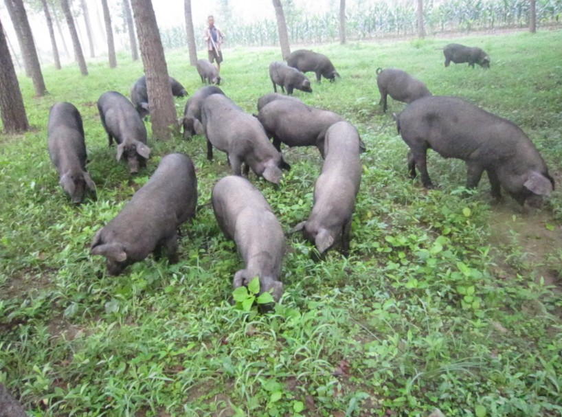 五谷牧場土豬肉誠招代理一件