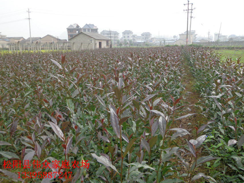 紫娟茶苗枝條優(yōu)質(zhì)基地供貨商
