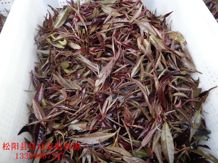 紫娟茶苗枝條優(yōu)質(zhì)基地供貨商
