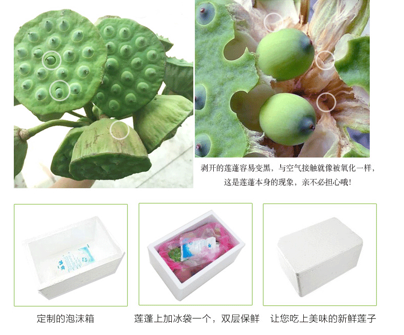 蔡甸新鮮蓮子，永新太空蓮批發(fā)