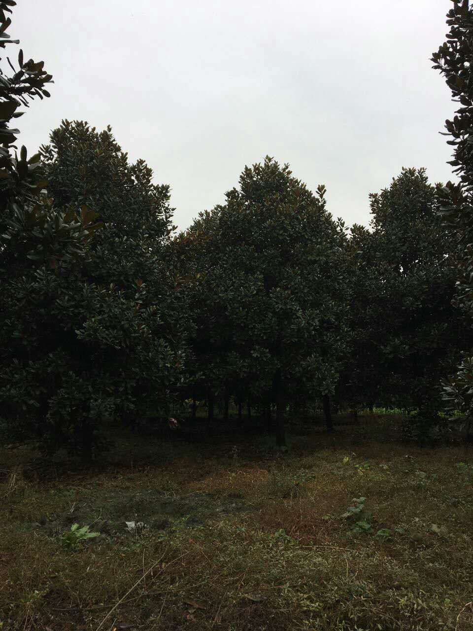 成都*廣玉蘭基地，廣玉蘭廠家直銷價(jià)處理歡迎上門選購 成都廣玉蘭