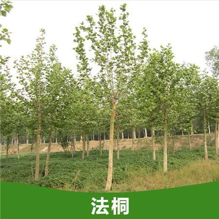 批量供應(yīng)優(yōu)質(zhì)的法桐小苗、山東法桐等苗木