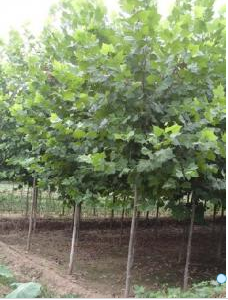 批量供應(yīng)優(yōu)質(zhì)的法桐小苗、山東法桐等苗木