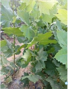 批量供應(yīng)優(yōu)質(zhì)的法桐小苗、山東法桐等苗木