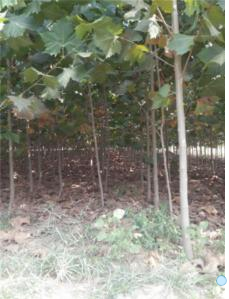 批量供應(yīng)優(yōu)質(zhì)的法桐小苗、山東法桐等苗木