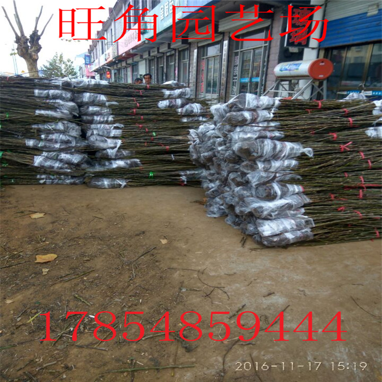 山東核桃苗批發(fā)基地 核桃苗 嫁接核桃苗
