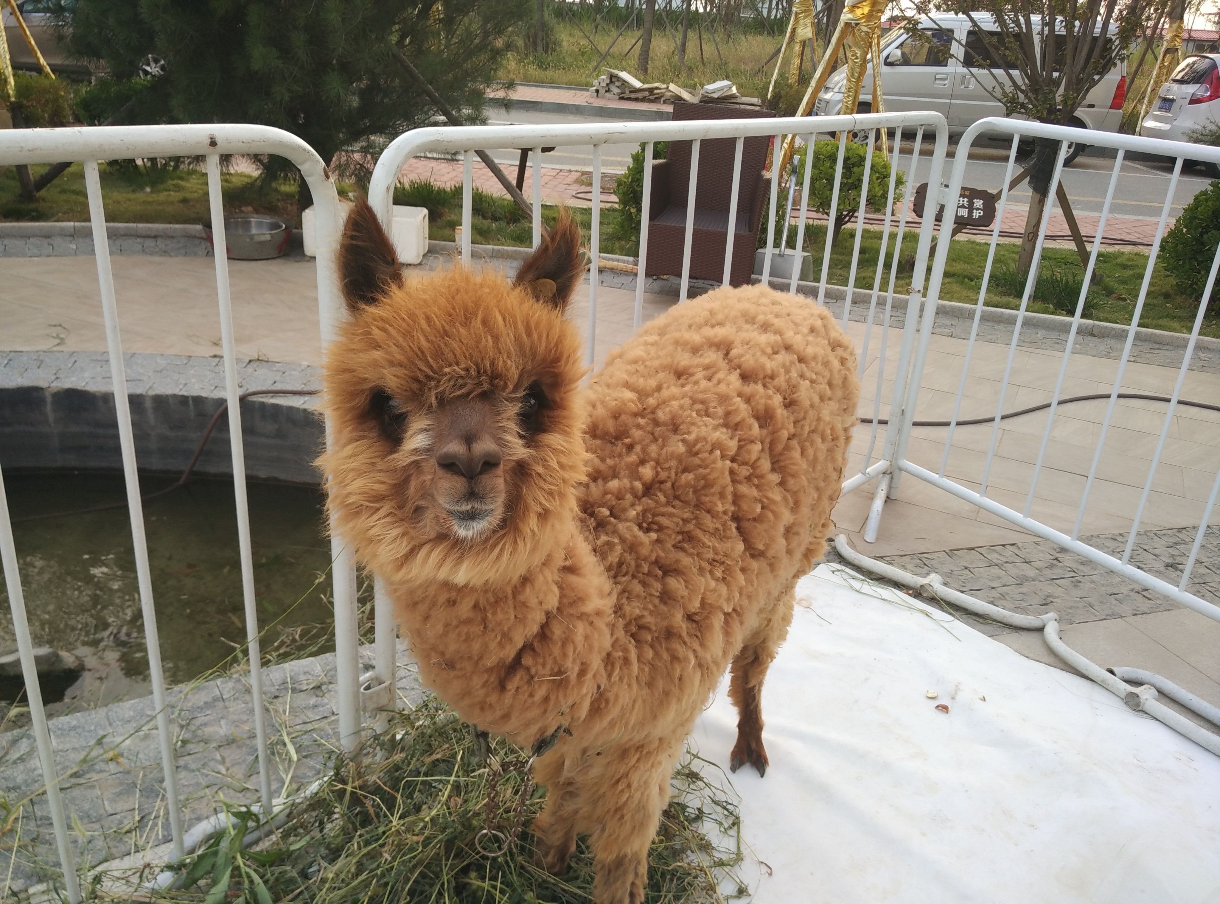 *出租、鄭州專業(yè)*暖場活動 鄭州*暖場活動、*出租租賃