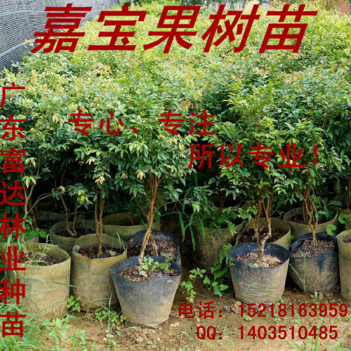 供應(yīng)嘉寶果樹苗、嘉寶果樹苗批發(fā)