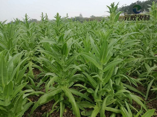 貢菜供應(yīng)商|貢菜出口|元政山野菜