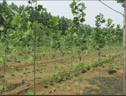 山東恒信園林出售*上*的行道樹(shù)——法國(guó)梧桐