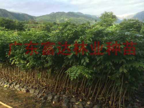 供應(yīng)海南黃花梨樹(shù)苗，黃花梨價(jià)格，黃花梨樹(shù)苗批發(fā)