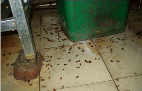 北京滅蟑服務(wù)公司  滅蟑螂哪家公司好 怎么滅蟑螂 北京滅蟑滅蠅消殺服務(wù)公司 滅蟑螂*付款