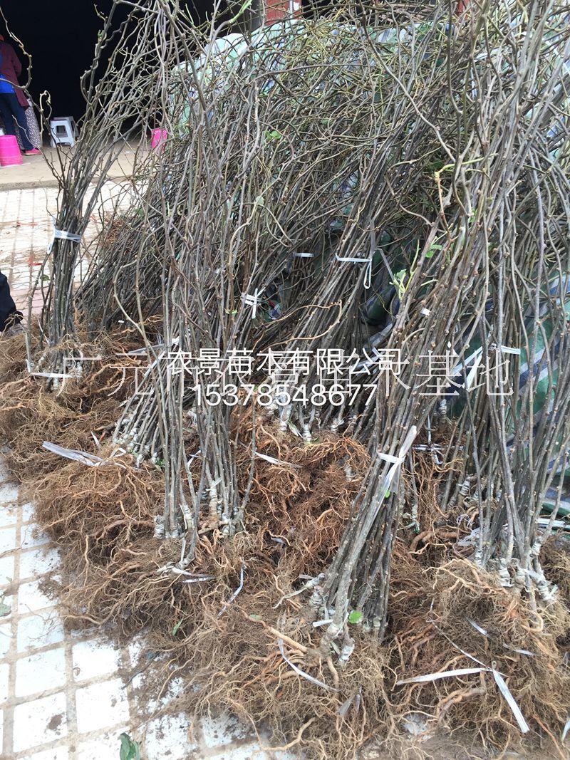 2016年*紅陽(yáng)獼猴桃價(jià)格 2016年*紅心紅陽(yáng)獼猴桃價(jià)格