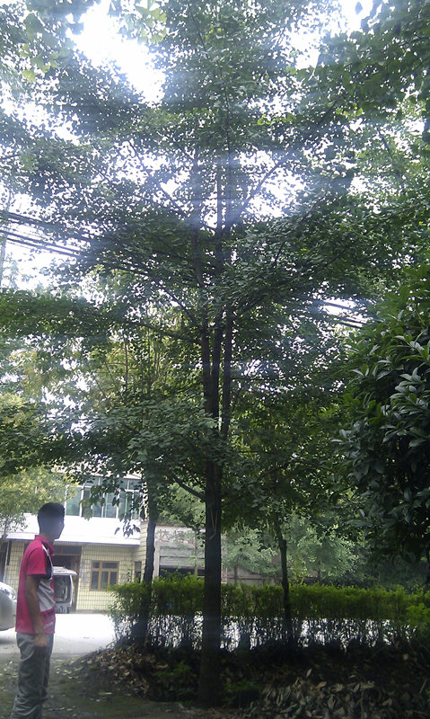 銀杏 成都銀杏種植基地出售大量?jī)?yōu)質(zhì)銀杏成都崇德園林