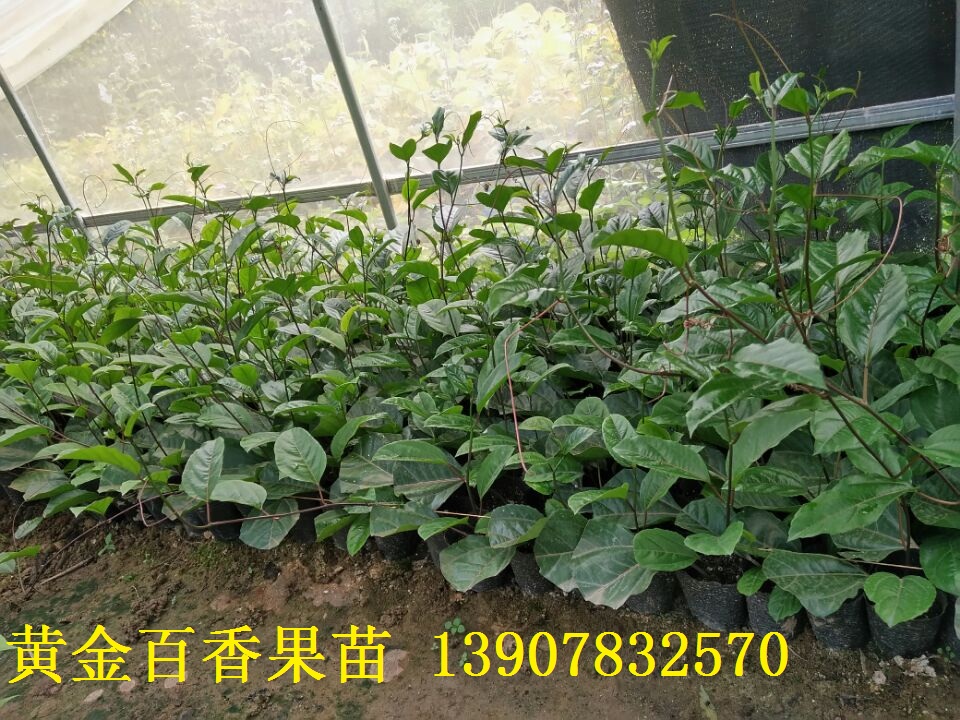 百香果供應(yīng)商 優(yōu)質(zhì)百香果苗批發(fā) 哪個產(chǎn)地的百香果好