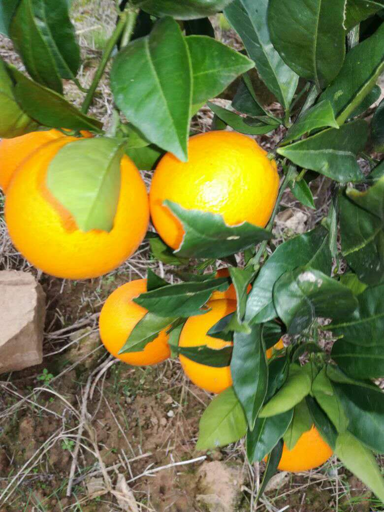 湖北蜜橘價(jià)格 湖北蜜橘批發(fā)價(jià)格 蜜橘批發(fā)多少錢